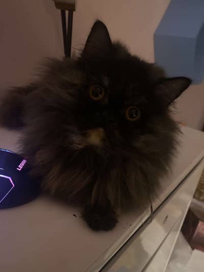 black Persian pudgeface triple coat, very cute