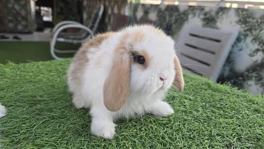 Holland lop bunnies