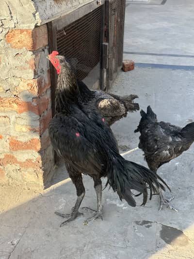 Pair and chicks for sale