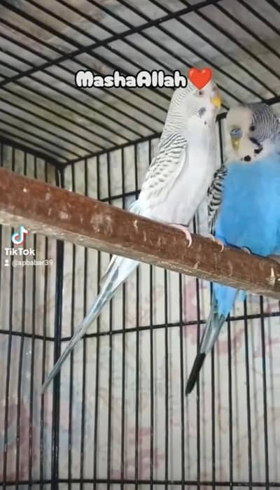 King size breeder pair 0300/49/89/439