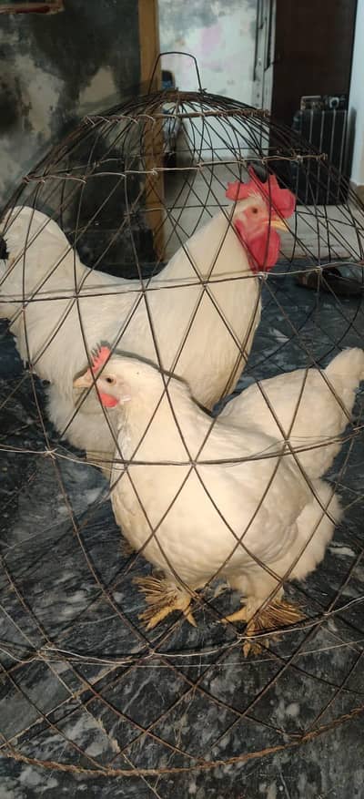 white heavy puff chicken 1 year age