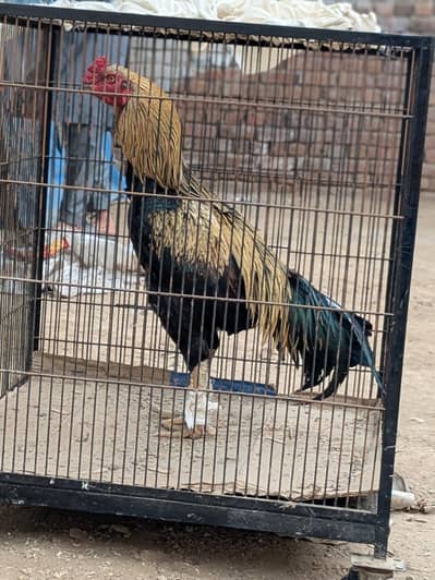 High quality Aseel male