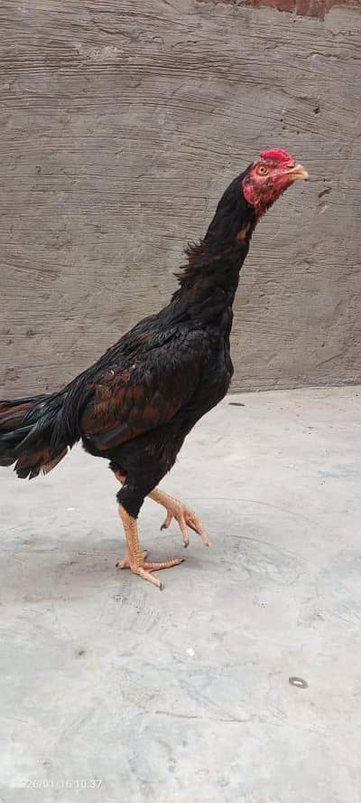 aseel burmi + Pakistani