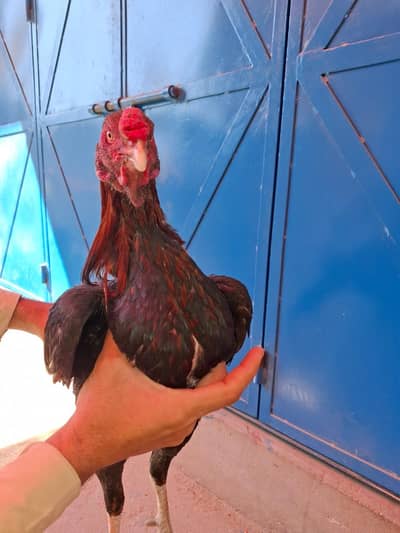 Home bread ha full active ha