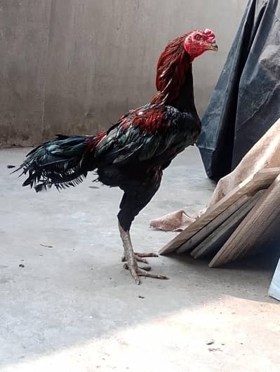 Thai assel murgha for sale