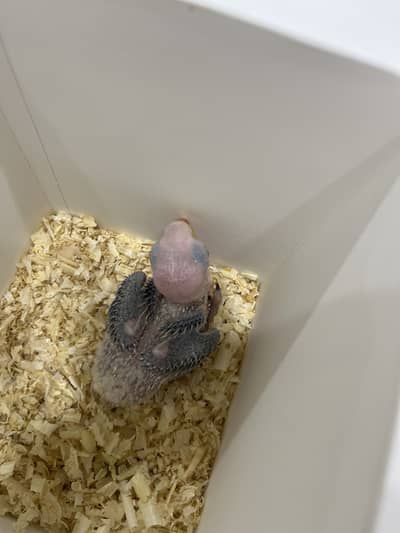 Raw parrot chick fully healthy & active almost 1month age