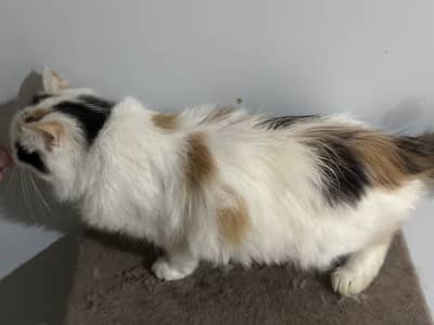 Beautiful Calico Persian Female (9 Months) – Doll Face – On Heat