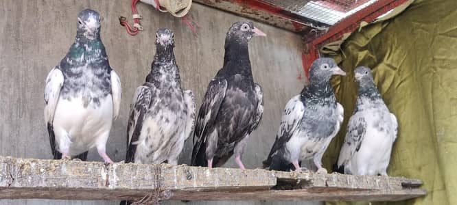 6 pcs teddy parwazi bachy