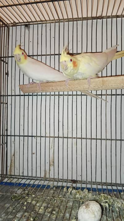 cocktail breeder female love bird breeder male for sale