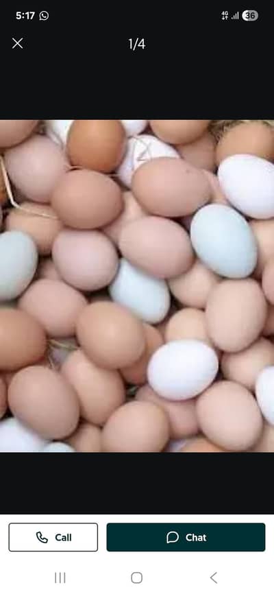 Ghr ki pali desi murgiyoon k eggs available