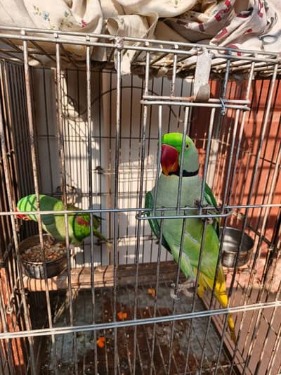 Raw Parrot 2 years Active Parrot Breader pair Talking Citi voice