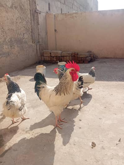 light sussex Heritage eggs for sale