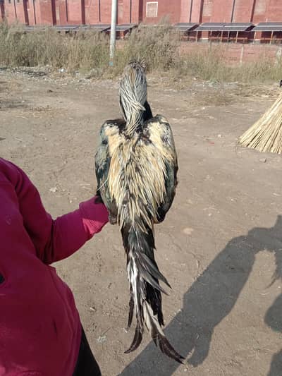 MashAllah sa bohat acha chez hi