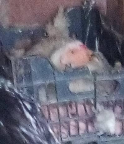 healthy and Activ hai full jass bhai ko chaya wo he rabta kara