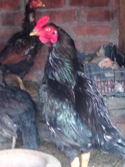 healthy and Activ hai full jass bhai ko chaya wo he rabta kara