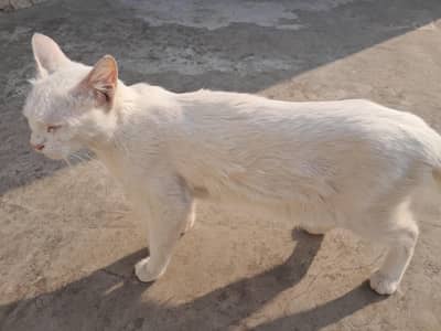 Kittens with Cat Available