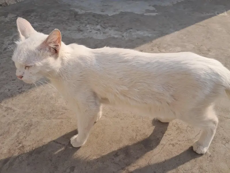 Cat Available for Adoption