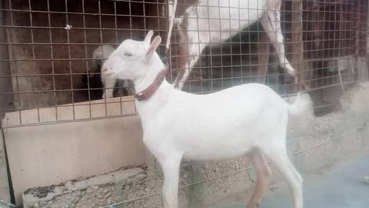 Teddy albinos eyes pair