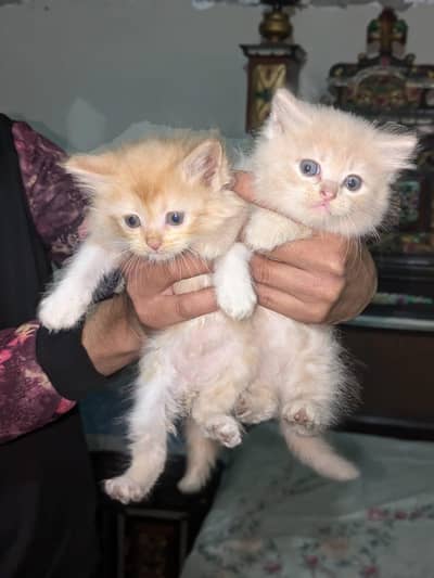 Mal or fimal for sell arjant jaldi hy bachy