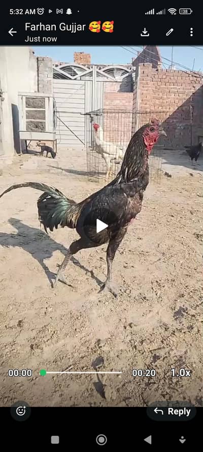 This chicken is very rare and good quality bird