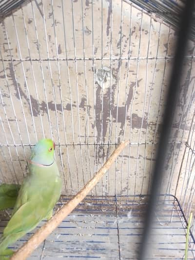 apni merzi sa bolta h female is expired 1 breed b ki h mera pas