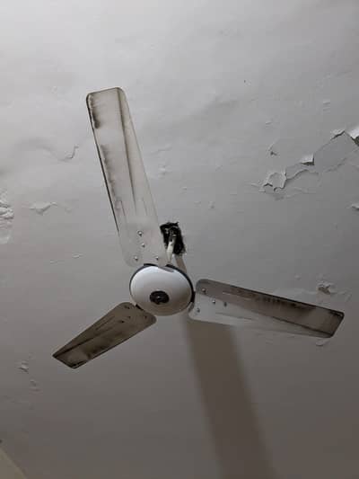 PAK Fans 56" Ceiling fans