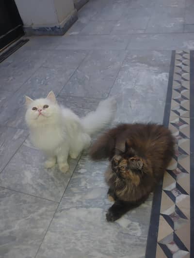 High Quality Punch Face Kitten Tripal Coat