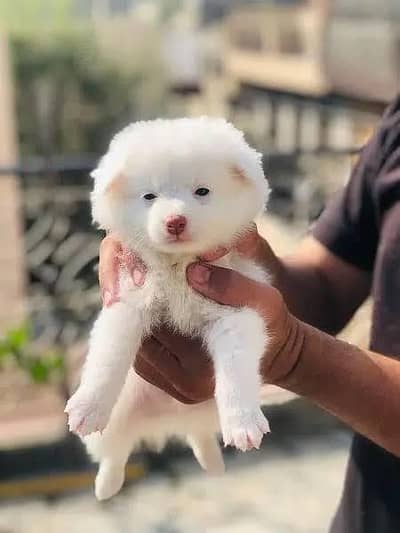 Russian puppies in Pink Nose  and white fluff Triple Coat