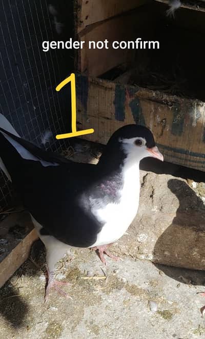 Pigeon 4 Piece Exchange With Aseel