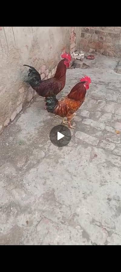 Desi murga weight dono ka 3kg plus ha  2500 per peice final