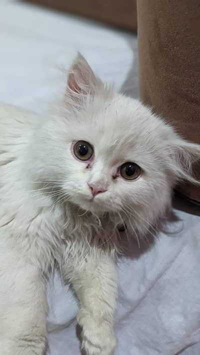 Persian Triple Fur Litter trained cat