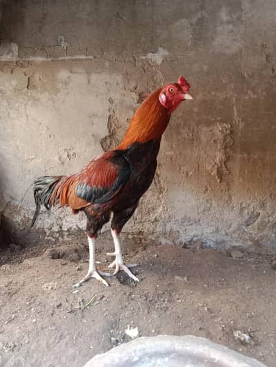 pure mianwali aseel murga . contact number 03330031118 .