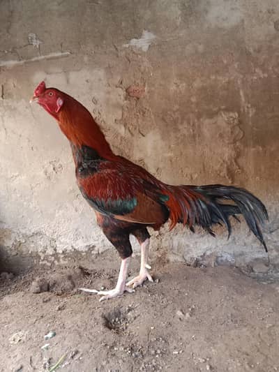 pure mianwali aseel murga . contact number 03330031118 .