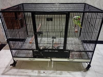 RAW PARROTT WITH CAGE