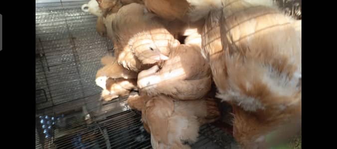 Golden Buff Orignol Breed