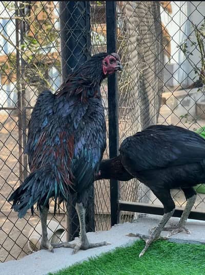 Dragon and thai aseel