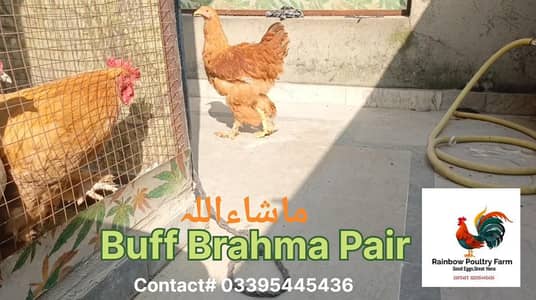 Buff Brahma Male Female for sale A plus grade fully vaccinated