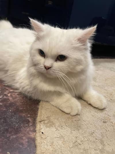 Persian Cat