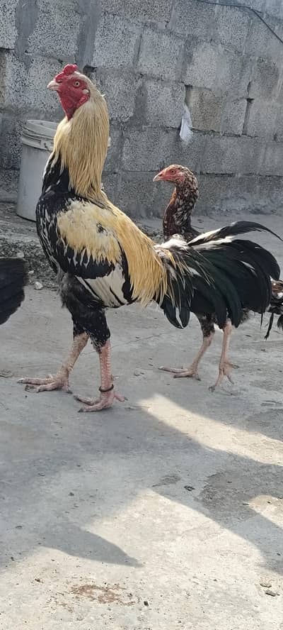 Aseel murga cross 3.4kg  breeder