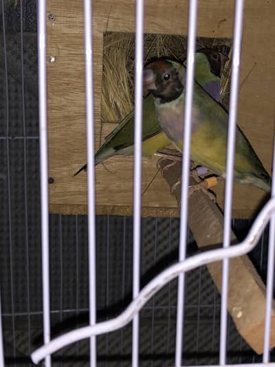 Goldien pair Adult pair