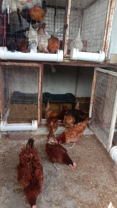 Egg Lying Golden Misri 8 month hens