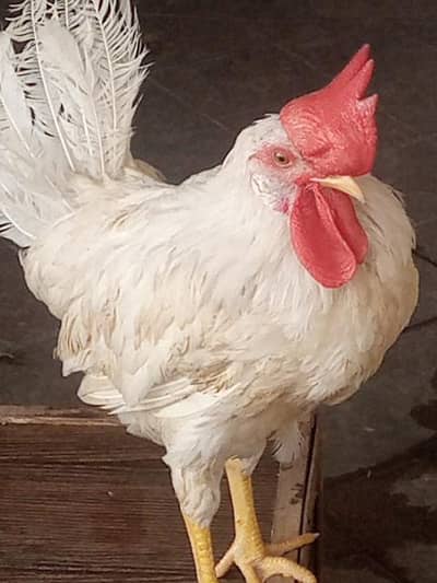 asli Murgaa . . farmi murga