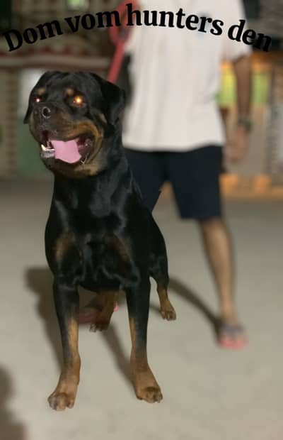 Rottweiler male available for (STUD) ( CROSS) only
