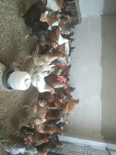 Hens for Sale 900 pr kg 1400 or 1300 gm