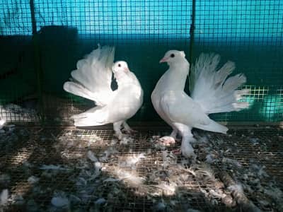 english fantail paper white baby pair