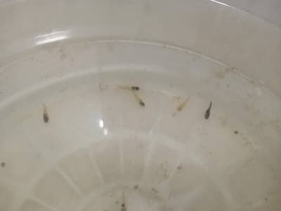 molly fish baby's for sale