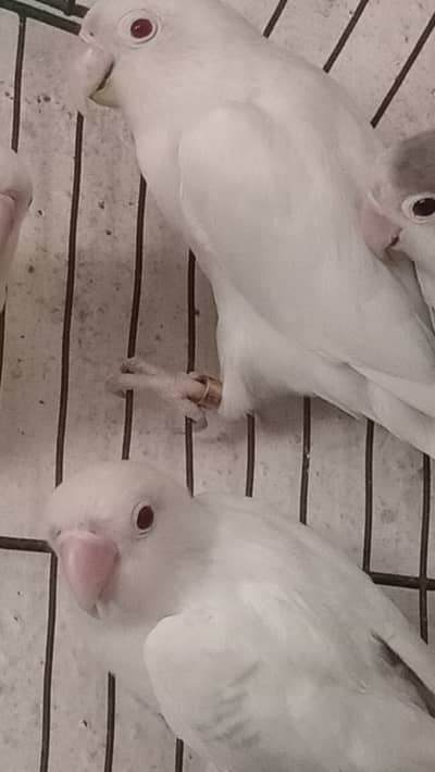albino red eyes Lovebird