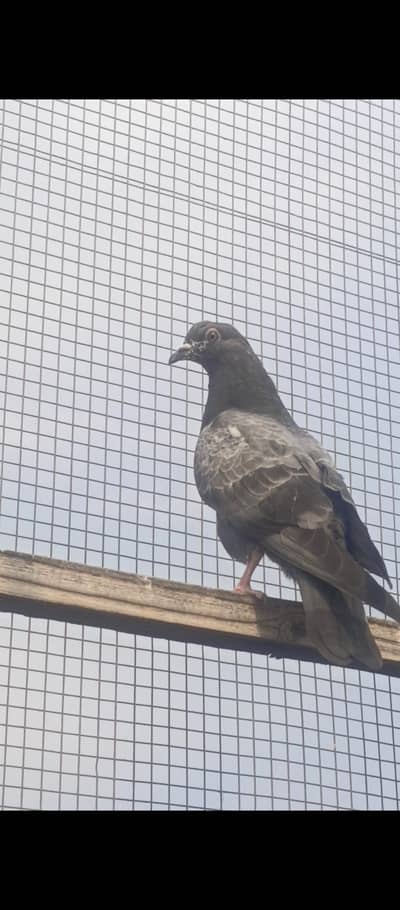 pigeon for sale
