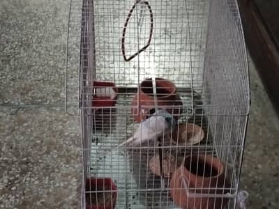 two Australian parrot