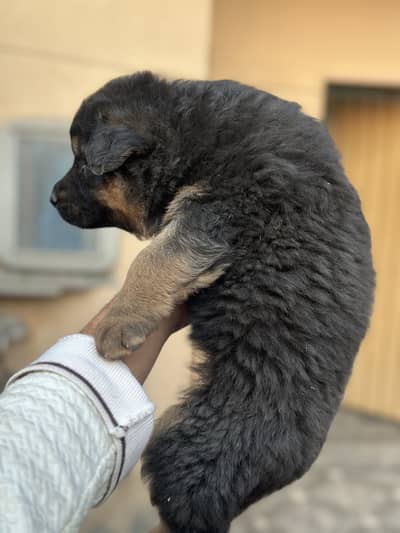 Long coat german shepherd  puppy female for sale location lahore
